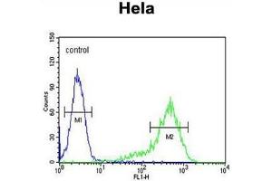 ANGPTL1 Antibody (N-term) flow cytometric analysis of Hela cells (right histogram) compared to a negative control cell (left histogram).