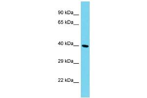 Host: Rabbit Target Name: C12orf70 Sample Type: HepG2 Whole Cell lysates Antibody Dilution: 1. (SMCO2 antibody  (N-Term))