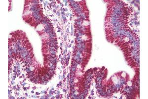 Anti-PVR / CD155 antibody IHC staining of human small intestine. (Poliovirus Receptor antibody  (AA 314-342))