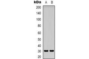 Western blot analysis of Adiponectin expression in Hela (A), HEK293T (B) whole cell lysates. (ADIPOQ antibody)