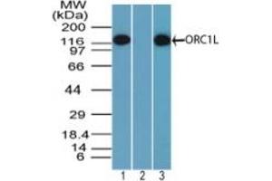 Image no. 1 for anti-Origin Recognition Complex, Subunit 1 (ORC1L) (AA 170-220) antibody (ABIN960299) (ORC1 antibody  (AA 170-220))