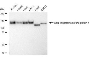 Western blotting analysis using Golgi integral membrane protein 4 antibody (ABIN7798791).