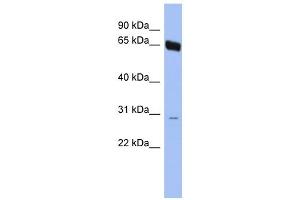 WB Suggested Anti-TAF5L Antibody Titration:  0.