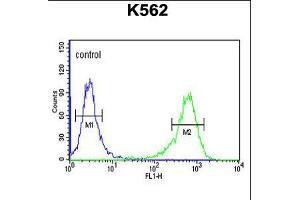 Flow cytometric analysis of K562 cells (right histogram) compared to a negative control cell (left histogram). (ATP2A1/SERCA1 antibody  (C-Term))