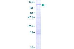 ALDH16A1 Protein (AA 1-802) (GST tag)