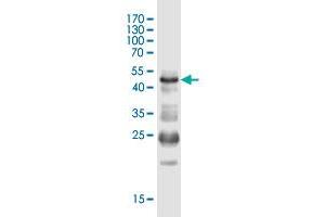 Western Blot detection against Immunogen (50. (IQCF1 antibody  (AA 1-205))