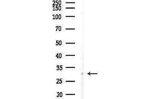 anti-Homeobox C12 (HOXC12) (Internal Region) antibody