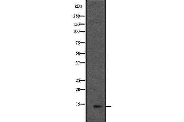 MRPL36 antibody  (Internal Region)