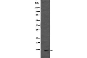 Western blot analysis of L36mt expression in HEK293 cells ,The lane on the left is treated with the antigen-specific peptide. (MRPL36 antibody  (Internal Region))