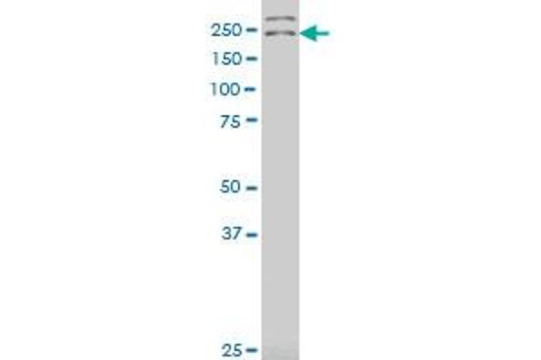 DENND4A antibody  (AA 1-101)