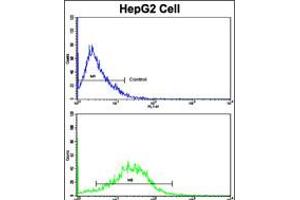 Flow cytometric analysis of HepG2 cells using CD49e Antibody (bottom histogram) compared to a negative control cell (top histogram). (ITGA5 antibody  (C-Term))