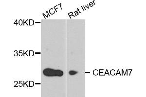 Western blot analysis of extracts of various cell lines, using CEACAM7 antibody. (CEACAM7 antibody)