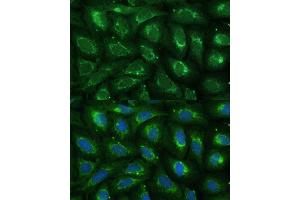 Immunofluorescence analysis of U-2 OS cells using  Polyclonal Antibody (ABIN7266299) at dilution of 1:100 (40x lens). (CCL17 antibody  (AA 420-500))