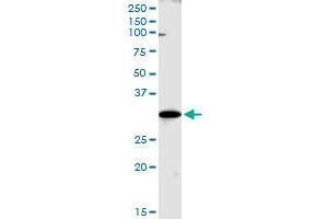 WBSCR22 MaxPab polyclonal antibody. (WBSCR22 antibody  (AA 1-281))