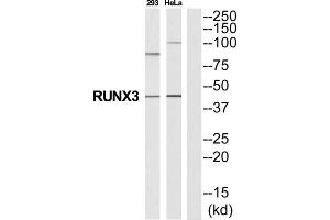 Western Blotting (WB) image for anti-Runt-Related Transcription Factor 3 (RUNX3) (Internal Region) antibody (ABIN1852798) (RUNX3 antibody  (Internal Region))