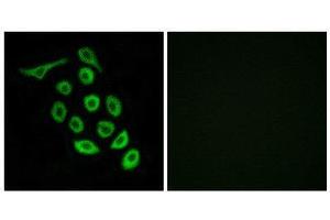 Immunofluorescence (IF) image for anti-Ribosomal Protein S12 (RPS12) (C-Term) antibody (ABIN1850568) (RPS12 antibody  (C-Term))