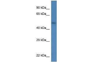 WB Suggested Anti-Sdc3 Antibody   Titration: 1. (SDC3 antibody  (N-Term))