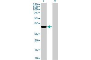 Western Blot analysis of ECH1 expression in transfected 293T cell line by ECH1 MaxPab polyclonal antibody. (ECH1 antibody  (AA 1-328))