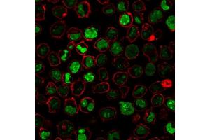 Immunofluorescence Analysis of PFA-fixed K562 cells stained with Nucleolin MAb (364-5 + NCL/902) followed by Goat anti-Mouse IgG-CF488 (Green). (Nucleolin antibody)