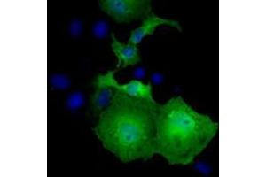 Anti-UBXN10 mouse monoclonal antibody (ABIN2453761) immunofluorescent staining of COS7 cells transiently transfected by pCMV6-ENTRY UBXN10 (RC208225). (UBXN10 antibody)