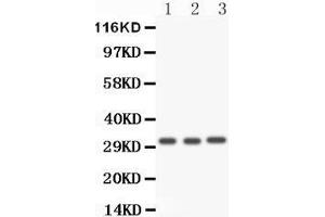 Western Blotting (WB) image for anti-Caspase 3 (CASP3) (AA 67-175) antibody (ABIN3043802)
