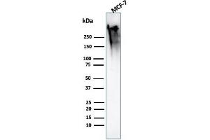 Western Blot Analysis of MCF-7 cell lysate using MUC1 Rabbit Recombinant Monoclonal Antibody (MUC1/2818R). (Recombinant MUC1 antibody)