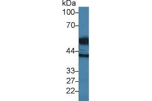 Western Blot; Sample: Human E. (High Temperature Requirement Factor A1 (AA 304-442) antibody)