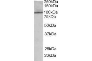 ABIN185273 (0. (TAO Kinase 3 antibody  (Internal Region))