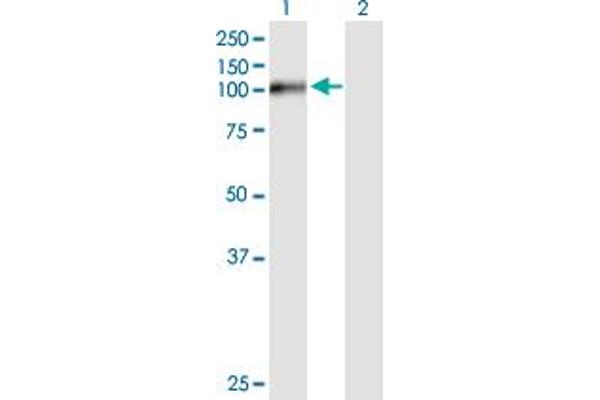 FSTL5 antibody  (AA 1-847)