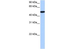 Western Blotting (WB) image for anti-Chromosome 1 Open Reading Frame 55 (C1orf55) antibody (ABIN2463541) (C1orf55 antibody)