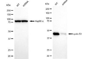 Western blotting analysis using cyclin E2 antibody (ABIN7798200). (Recombinant Cyclin E2 antibody)