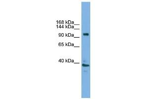 WB Suggested Anti-Atp6v0a1 Antibody Titration:  0. (ATP6V0A1 antibody  (C-Term))