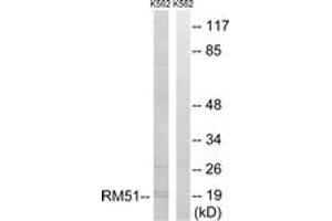 Western blot analysis of extracts from K562 cells, using MRPL51 Antibody. (MRPL51 antibody  (AA 51-100))