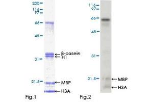 MAPK10 Protein (AA 1-319) (GST tag)