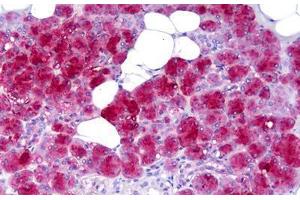 Anti-AMY1A / Salivary Amylase antibody IHC staining of human salivary gland. (AMY1A antibody  (AA 172-246))