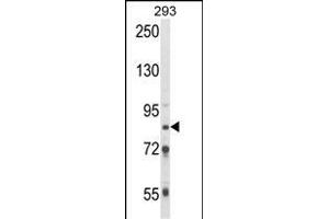 Western blot analysis of TARSL2 Antibody (C-term) (ABIN652596 and ABIN2842400) in 293 cell line lysates (35 μg/lane). (TARSL2 antibody  (C-Term))