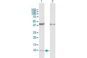 Western Blot analysis of CCL14 expression in transfected 293T cell line by CCL14 MaxPab polyclonal antibody.