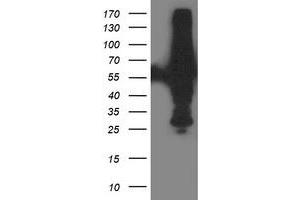 HEK293T cells were transfected with the pCMV6-ENTRY control (Left lane) or pCMV6-ENTRY XPNPEP3 (Right lane) cDNA for 48 hrs and lysed. (XPNPEP3 antibody)