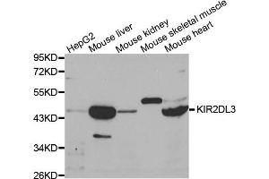 Western blot analysis of extracts of various cell lines, using KIR2DL3 antibody. (KIR2DL3 antibody)