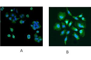 Immunofluorescence (IF) image for anti-Parkinson Protein 7 (PARK7) (C-Term) antibody (ABIN184951)