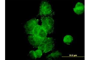 Immunofluorescence (IF) image for anti-Dynactin 2 (p50) (DCTN2) (AA 302-401) antibody (ABIN564596)
