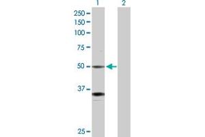 Western Blot analysis of GATA2 expression in transfected 293T cell line by GATA2 MaxPab polyclonal antibody. (GATA2 antibody  (AA 1-480))
