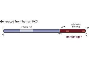 Image no. 3 for anti-Protein Kinase C, iota (PRKCI) (AA 404-587) antibody (ABIN967795) (PKC iota antibody  (AA 404-587))