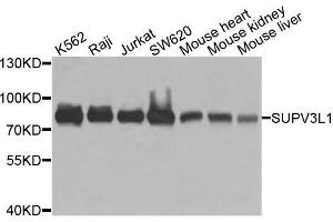 Western blot analysis of extracts of various cells, using SUPV3L1 antibody.