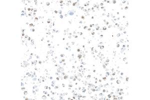 Immunocytochemistry (ICC) image for anti-AT Rich Interactive Domain 1B (SWI1-Like) (ARID1B) (AA 1425-1475) antibody (ABIN7795694)
