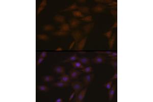 Immunofluorescence (IF) image for anti-PYD and CARD Domain Containing (PYCARD) antibody (ABIN7269756)