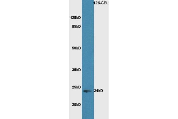 HMGB1 antibody  (AA 75-170)