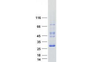 RASL10A Protein (Transcript Variant 1) (Myc-DYKDDDDK Tag)