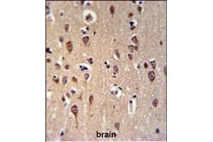 GRPR Antibody (Center) (ABIN653747 and ABIN2843048) IHC analysis in formalin fixed and paraffin embedded brain tissue followed by peroxidase conjugation of the secondary antibody and DAB staining. (GRPR antibody  (AA 123-152))