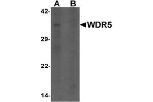 Western blot analysis of WDR5 in 293 cell lysate with WDR5 antibody at 1 ug/ml in (A) the absence and (B) the presence of blocking peptide. (WDR5 antibody  (N-Term))